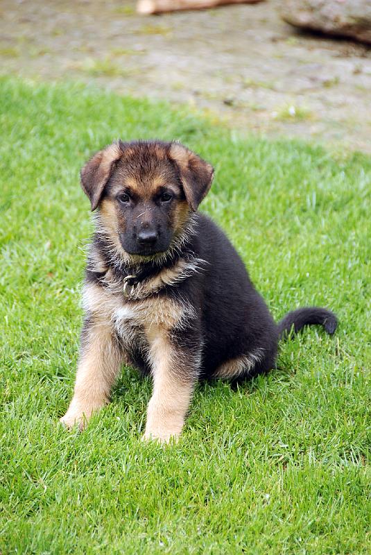 Casey (6).JPG - Casey - German sheepdog.